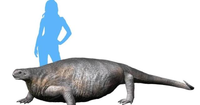 Illustration of the barrel chested small headed prehistoric lizard with a blue woman's silhouette in the background for scale