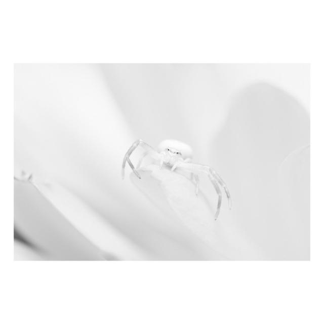 Black and white photograph of a crab spider on a flower.