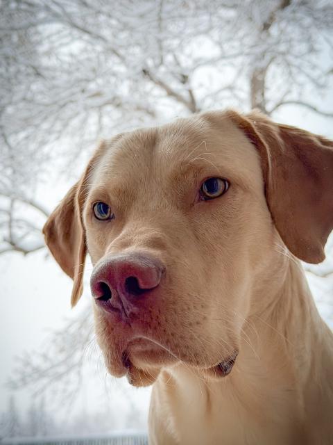Jake in our backyard, posing for his Mother Nature™ shoot. Maybe he was born with it, maybe its Mother Nature™.