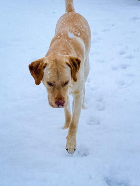 Jake is not sure what to think of more snow