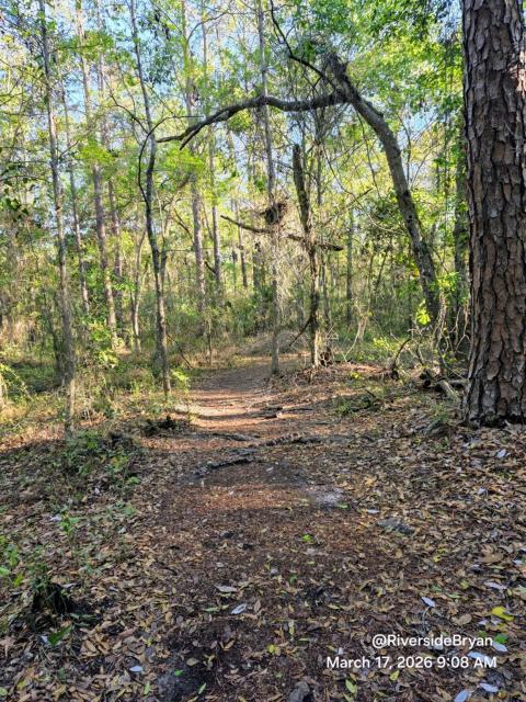 A sunlit forest trail covered in fallen leaves, winding into the distance through a mix of tall, slender trees with dappled sunlight, and a large tree trunk on the right side of the image.