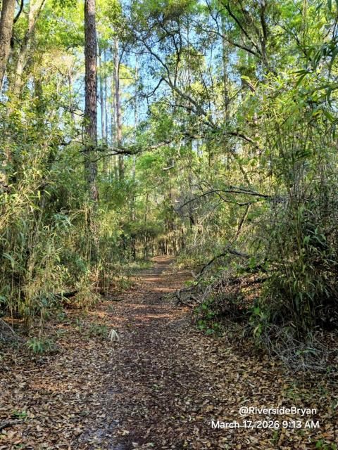 Dirt path through lush green forest with sunlight filtering through the trees. The ground is covered in fallen leaves and foliage, creating a trail leading into the distance.