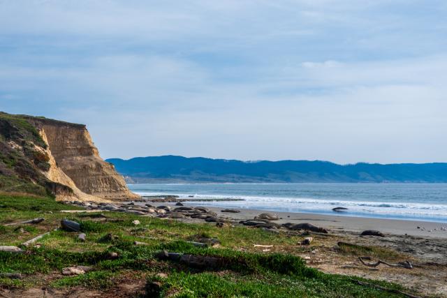 A cliffy beach covered in large pinnipeds. [Fuji X-T5 / Sigma 17-40 1.8]