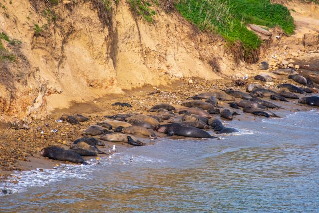 A rocky beach covered in large pinnipeds and gulls. [Fuji X-T5 / Sigma 17-40 1.8]