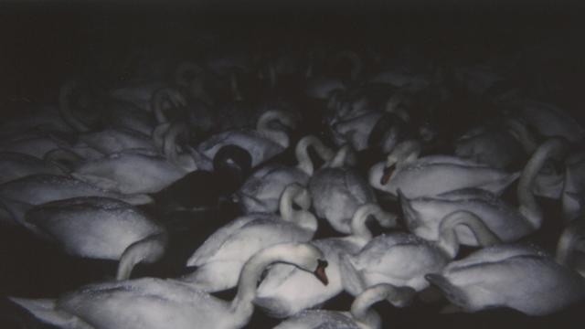 Closely-packed swans, dark duck images, photo by Michaela Knizova. @nynewe