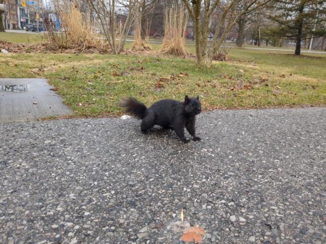 On a rainy day in the park, a black Eastern Grey Squirrel with half its tail missing approaches the camera curiously.