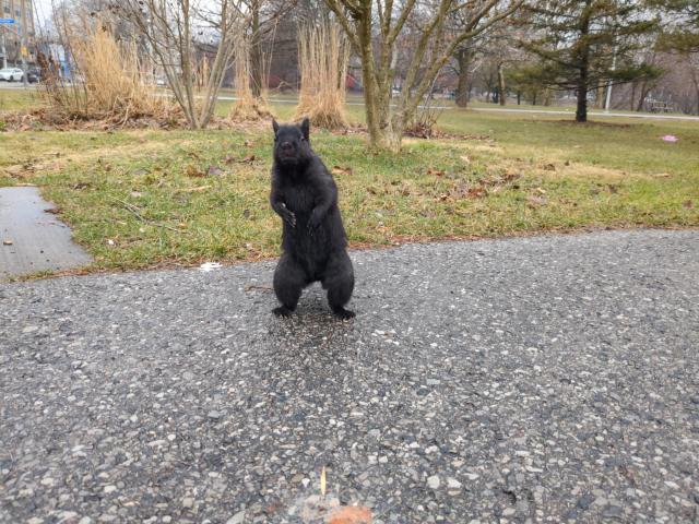 The squirrel stands up on its hind legs for a better look, with an incredulous expression.