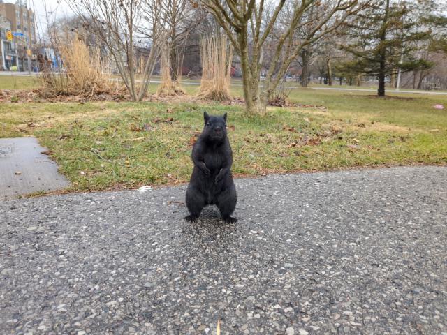 The squirrel, still standing on its hind legs, facing the camera directly. It has a little line of white hairs accentuating its mouth, so it looks like 😐