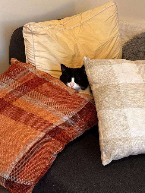 Tuxedo Cat Queen of CatNada and CEO, Lady Agata, only her head visible out of a pillow fort consisting of four pillows. Her eyes are softly closed as she naps, dreaming of Churus and mass destruction at 3am. 
