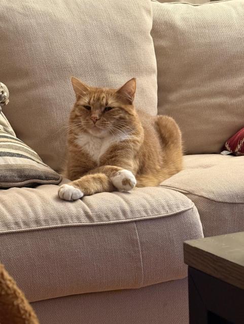 Photo of an orange cat laying on a beige couch, with eyes half closed and front paws crossed 