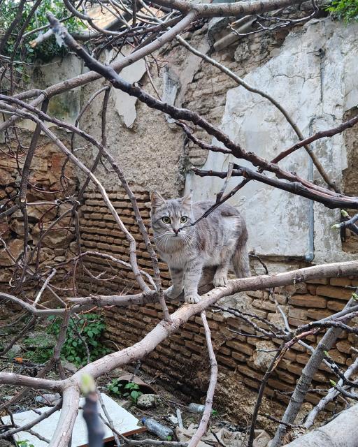A grey tabby cat, freshly spayed, with a visible shaved spot on her back side and dissolvable stitches on her ear, balancing on some branches inside the yard of an abandoned old house.