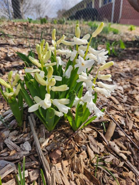 White hyacinth plant on a bed of mulch