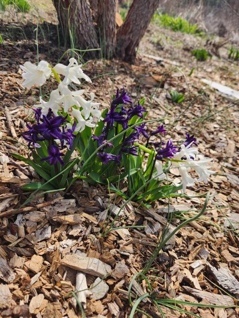 White and purple hyacinth in the sun
