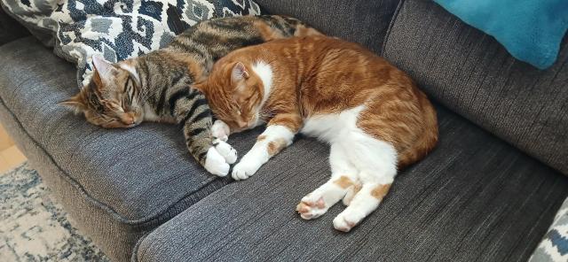 Two cats napping on a grey couch cuddled together. In front an orange and white cat and behind a smaller younger tortoiseshell sister.  