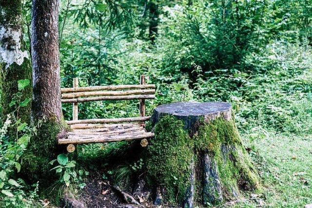 Un petit siège bricolé avec des morceaux de bois, coincé entre un arbre et une grosse souche, dans un sous-bois verdoyant