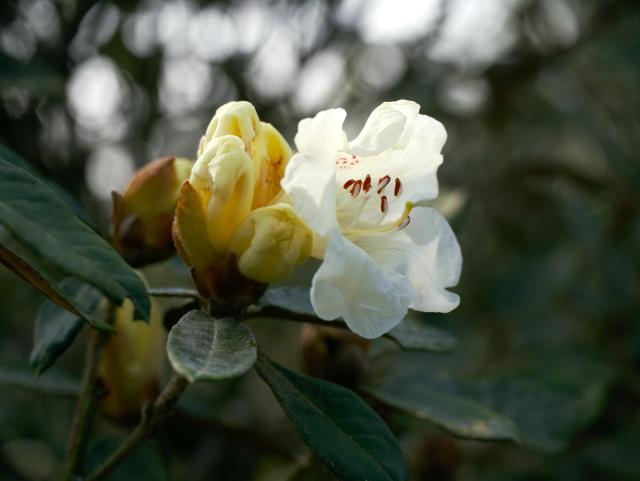 landscape format portrait of a pale yellow/white (with a smattering of pink dots in the throat) rhododendron flinckii blossom just opened with a group of unopened buds which are quite strong lemon yellow, thick green leaves with rusty indumentum, dappled bokeh background. 