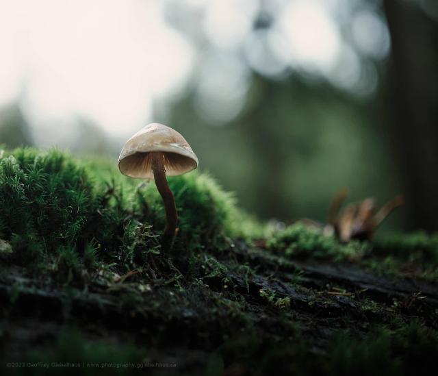Little Bell (2023)

A close-up macro photograph of a small, pale mushroom growing from a moss-covered log on a forest floor, with a softly blurred woodland background. The delicate bell-shaped cap and slender dark stem are sharply rendered against the vivid green moss, creating a striking contrast in colour and texture. The low camera angle and shallow depth of field give the image an intimate, ground-level perspective that highlights the quiet detail of the forest understory.