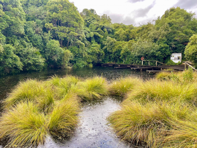 The "frog pond" at Tarapuruhi Bushy Park near Whanganui, NZ. Photo taken February 2026. 