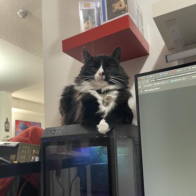 Tuxedo cat on a computer tower