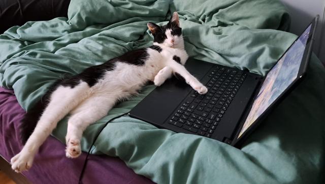 A black and white cat is lying on a bed, with one front paw resting on an open laptop. She looks relaxed and zoned out - like she's been on social media too long and needs to get up and do exercise