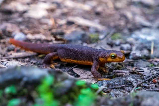 A little newt's face viewed from up-close. [Fuji X-T5 / Tamron 18-300]