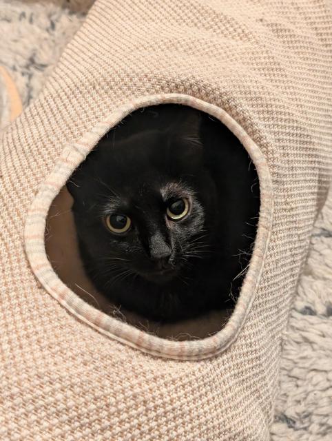 A black cat (Jiji) peeking through a cat tunnel. He looks very handsome and elegant. 