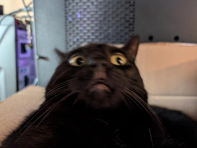 The same black cat, but blurry, with a goofy look on his face. 