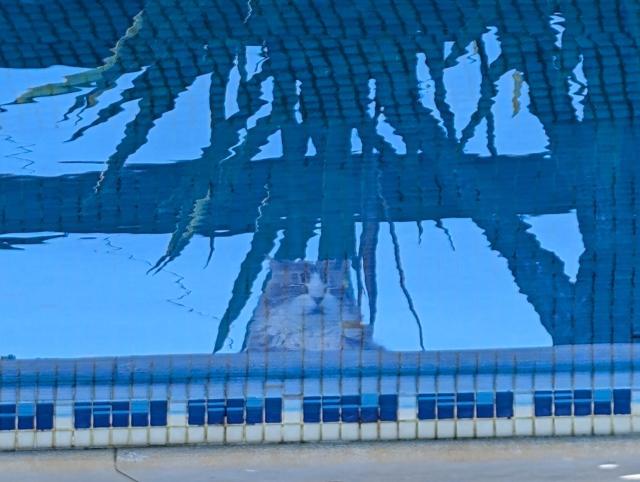 A photograph of a swimming pool with blue tiles. In the reflection of the water is a ginger cat's face. The photograph has been rotated so that the cat's face is the correct way up.