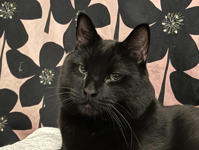 A close-up of a black cat with green eyes, set against a backdrop of large black flowers on a pink background.