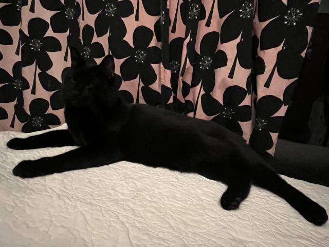 A black cat is lying stretched out on a white bedspread, with pink and black floral patterned curtains in the background.