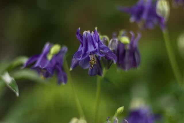 The image captures a group of vibrant blue-purple Columbine flowers, scientifically known as Aquilegia. These plants are easily identified by their unique tubular petals and prominent stamens visible at the throat of each flower head. The flowers are scattered throughout the frame, with some closer to the foreground and others further back. They appear to be in full bloom, showcasing their vibrant color against the blurred green background. The flowers vary in size and shape, adding depth and dimension to the scene.
