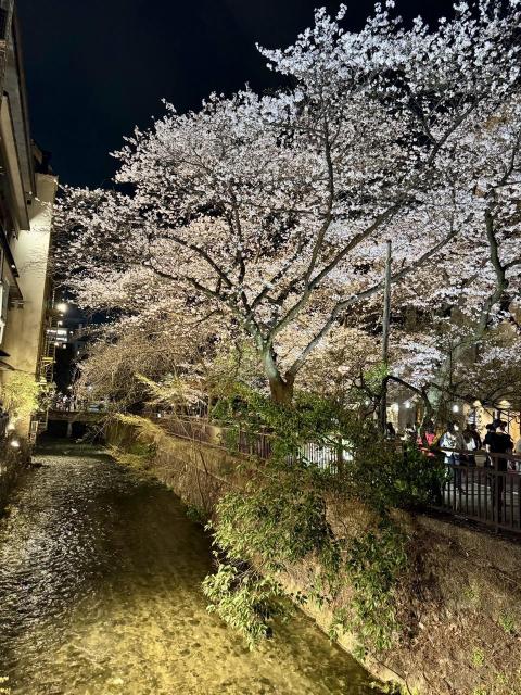Cherry blossom trees over water at night