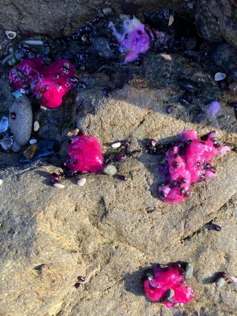 Hot pink, shiny blobs with some dark patches on them are attached to a gray rock, and have some beach pebbles around them. They are about two or three times the size of a wad of chewing gum.