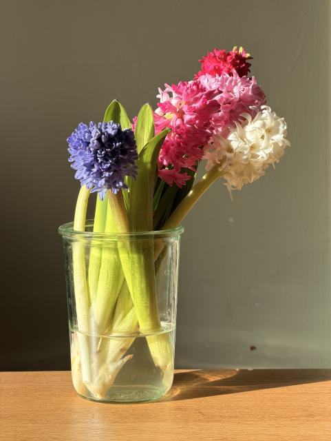 Blooming flowers in a vase in bright sunlight