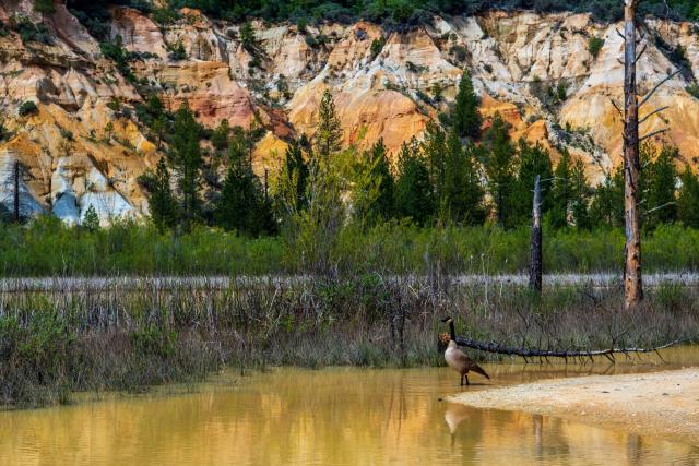 A goose stands in a yellow-orange pond, with nude hillside behind. [Fuji X-T5 / Sigma 17-40 1.8]