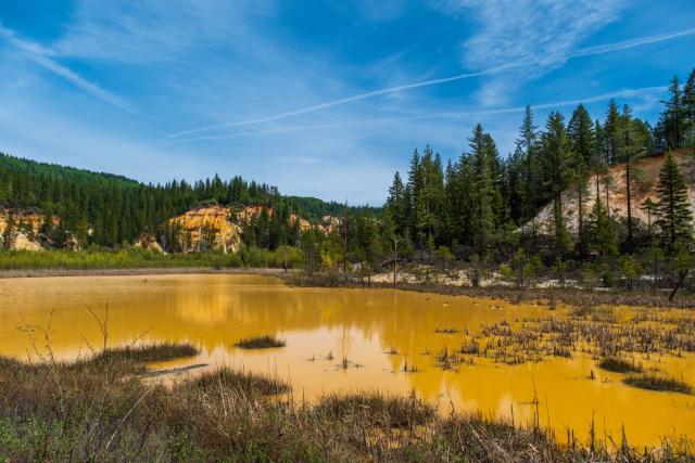 Geese swim in a yellow-orange pond beneath blue skies, with a treeline in the background. [Fuji X-T5 / Sigma 17-40 1.8]