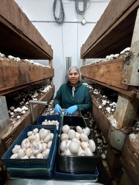 A mushroom harvester at work