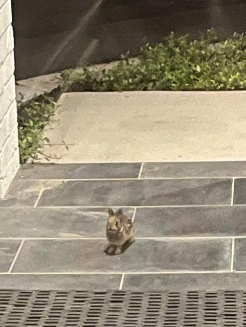 Tiny bunny at doorway 