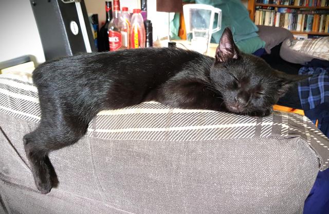 A black kitten is balanced precariously on the narrow headrest of a padded chair, his back leg dangling over the back of the chair. He is asleep.