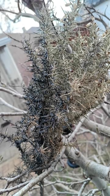 A branch of spiky gorse painted grey-black on one side, and still greeb and brown on the other