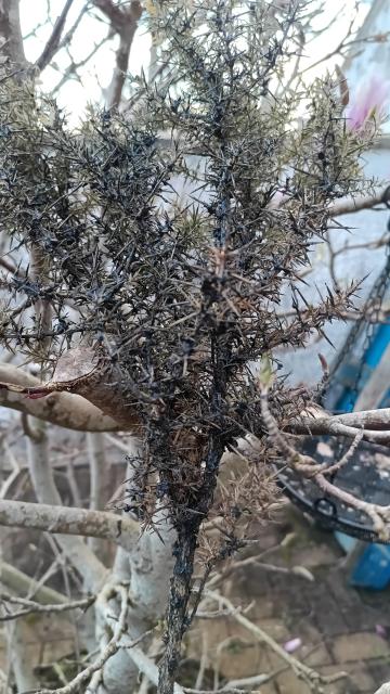 The same branch only seen from in front, where it is mostly grey-black