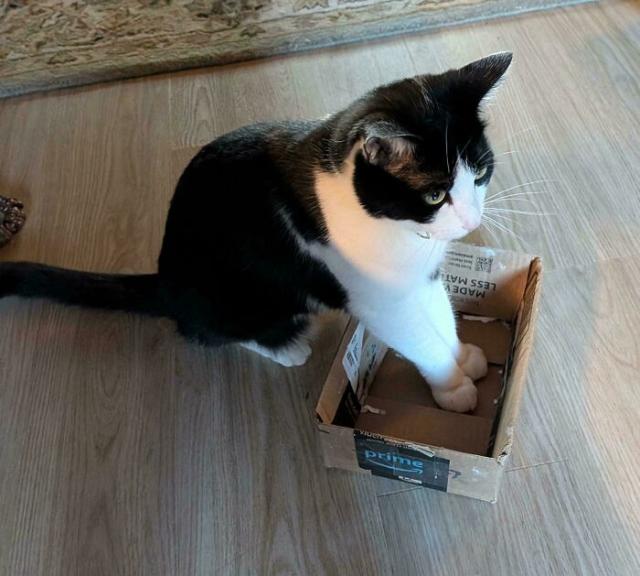cat with paws in box