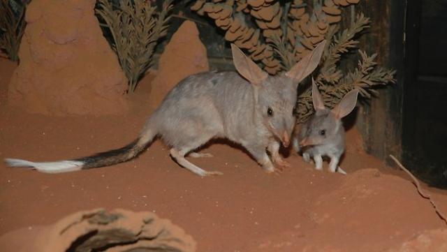 bilby mumma and bubba