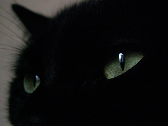 Gros plan sur l’œil d'un chat qui regarde par la fenêtre (on le devine par le reflet)