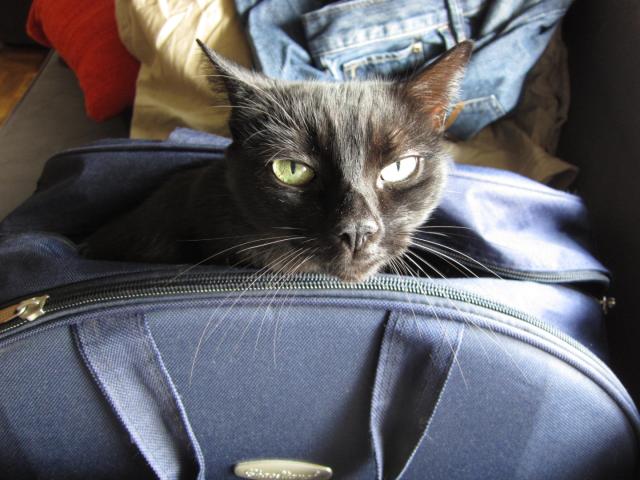 Un chat noir et satisfait dans un sac de voyage