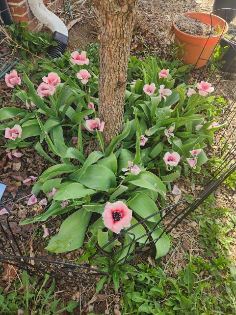Pink tulips surrounding a tree