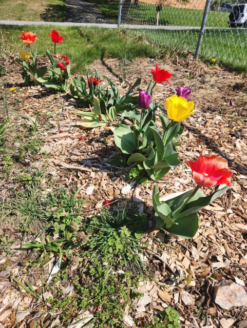 Red, yellow, and purple tulips in a row, on a bed of mulch