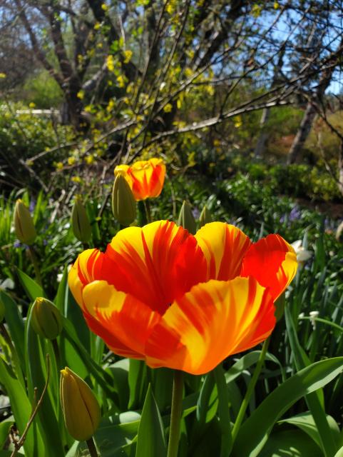 A close up of a yellow and red streaked tulip open in the sunshine. Another is partially open on the background. Tightly closed tulip buds surround the blooms. A yellow flowering currant is in the background 