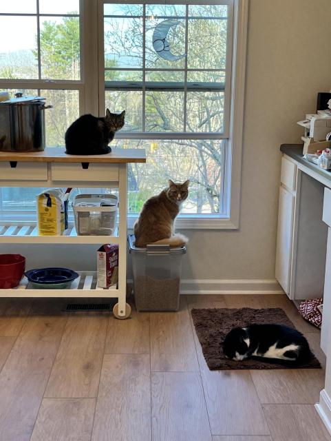 Three cats, one on a table, another sitting near the window, and one on a rug. 