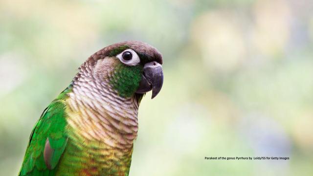 Sinu Parakeets are on a knife-edge of survival in #Colombia 🇨🇴 ravaged by #PalmOil #Soy and #Meat #Deforestation, they may now be lost 💔🙈 Help them and others survive before we never see them again. #BoycottPalmOil 🌴⛔️ #Boycott4Wildlife @palmoildetect